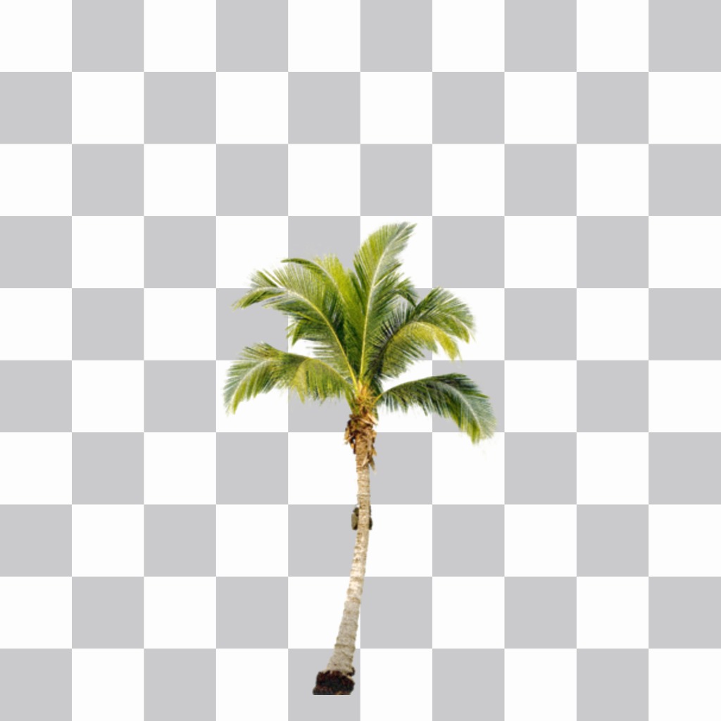 Mettere una palma sulle foto e crea un effetto che si è su una spiaggia caraibica. ..