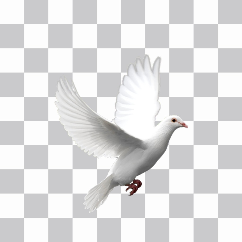 colomba bianca battenti si può mettere nelle tue foto con i nostri adesivi Editor. Mettere la pace animali ..