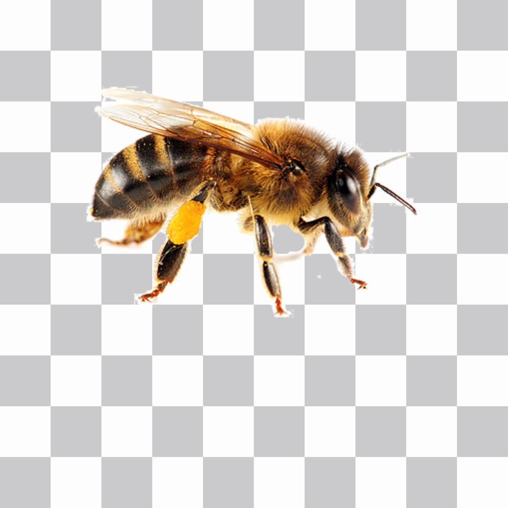 Un adesivo ape che si può mettere sulle tue foto con estrema facilità ..