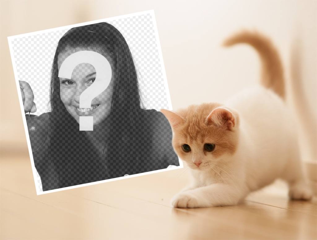 Effetto Foto con un simpatico gattino per caricare la vostra foto preferita ..