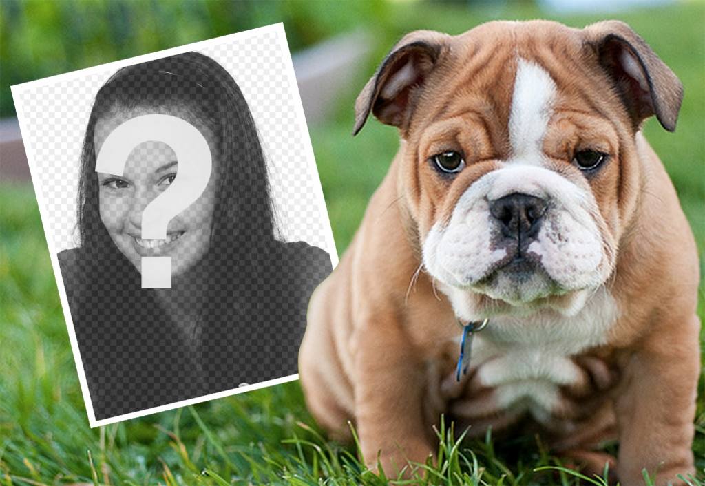 effetto in linea con un Bulldog inglese in cui è possibile aggiungere il ..