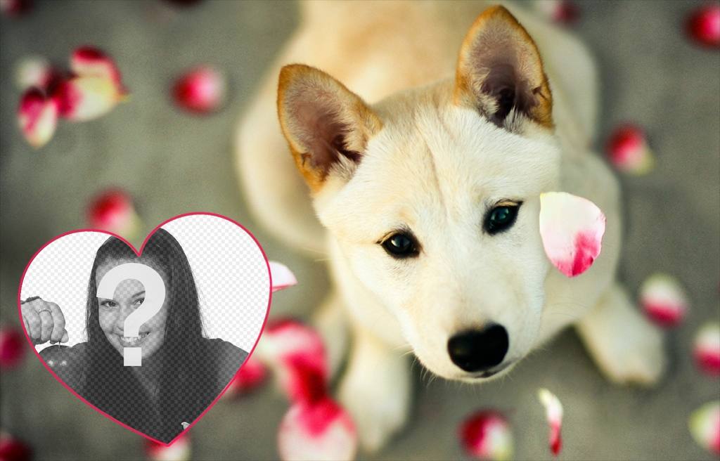 effetto photo Carino per aggiungere la tua foto in un cuore con fotomontaggio online un cucciolo ..