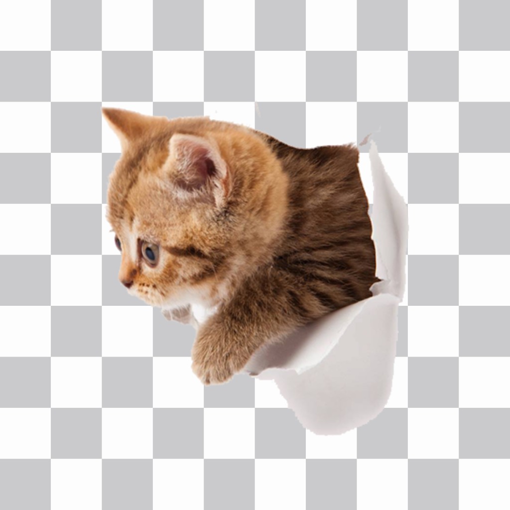 Sticker di un gattino con effetto che è venuta fuori della vostra foto. ..