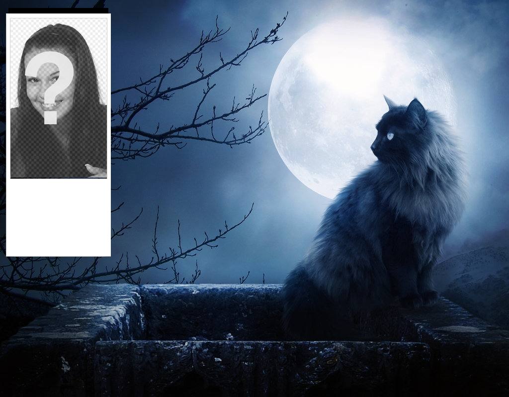 Personalizzati sfondi Twitter con un gatto nero e una notte di luna. Personalizza con la tua foto..